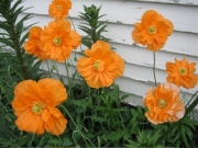Papaver rupifragrum