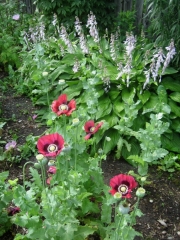somniferum poppies & hosta