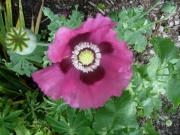 Papaver somniferum