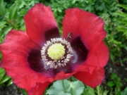 Papaver somniferum closeup