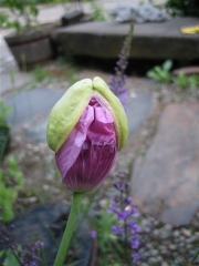 Papaver somniferum first bloom