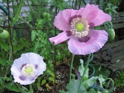 Papaver somniferum single
