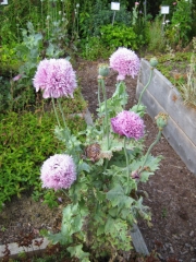 Papaver somniferum lavender