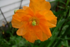 Papaver ruprifragrum in full bloom