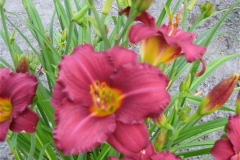 Hemerocallis 'Pardon Me' closeup