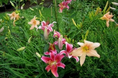 garden vignette 'Stargazer' & 'Peach Sherbet'