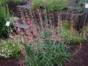 Penstemon coccineus in full bloom
