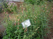 Penstemon coccineus red penstemon