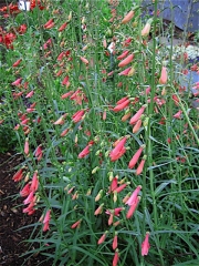 Penstemon coccineus in full bloom
