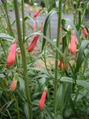 Penstemon coccineus closeup