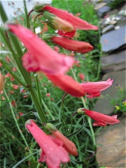 Penstemon coccineus closeup