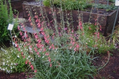 Penstemon coccineus in full bloom