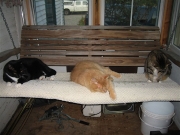 3 on a swing
