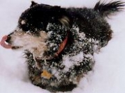Dog in winter_ 1999