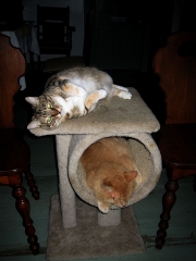 Fuzzball & Freaky
