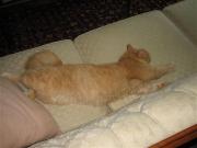 Fuzzball sleeping halfway upside down