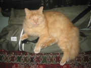 Fuzzball sleeping on collapsible chairs