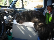 Gypsy's truck throne