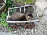 Raven as circus lion