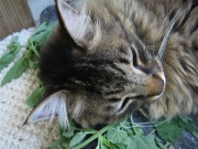 Raven asleep in fresh catnip