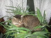 Raven keeping the Gasterias warm