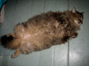 Raven sleeping on his back