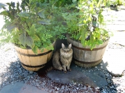 Raven with eggplants