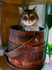 Rocky loves getting into tight places