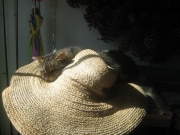 Rocky loves to sleep on the hats