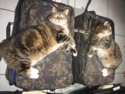 Rocky sleeping on suitcase in front of a large mirror
