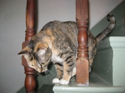 Sneaky on the stairs