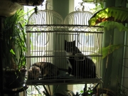 Zoomer & Freaky in the birdcage