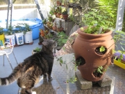 and she really loves the catnip