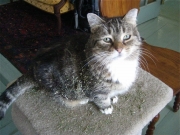 covered in catnip
