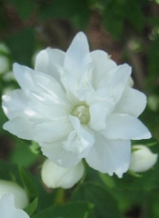 Philadelphus virginalis mockorange closeup
