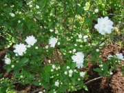 Philadelphus virginalis mockorange