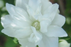 Philadelphus virginalis mockorange closeup