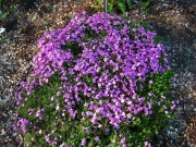 Phlox stolonifera, pink