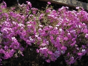 Phlox stolonifera, pink