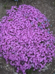 Phlox stolonifera, pink