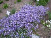 Phlox stolonifera 'Sherwood's Purple'
