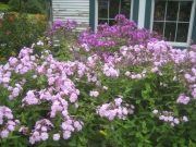 phlox grouping