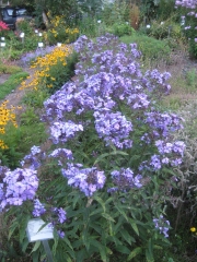 Phlox stolonifera 'Sherwood's Purple'