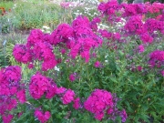 Phlox paniculata, name unknown