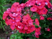 Phlox paniculata Starfire