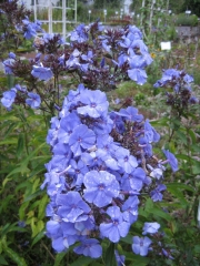 Phlox paniculata Blue Paradise