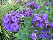Phlox paniculata Blue Paradise closeup