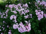 Phlox paniculata Bright Eyes