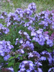 Phlox paniculata Nicki