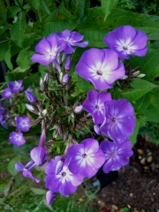 Phlox paniculata Nicki